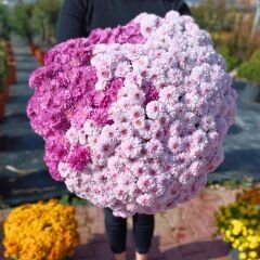 Kasımpatı Çiçeği Mix Saksıda Fuşya Pembe - Krizantem - Chrysanthemum - 20 lik saksı