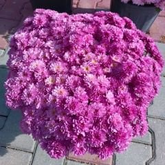 Kasımpatı Çiçeği Mix Saksıda Neon Pembe - Krizantem - Chrysanthemum - 20 lik saksı
