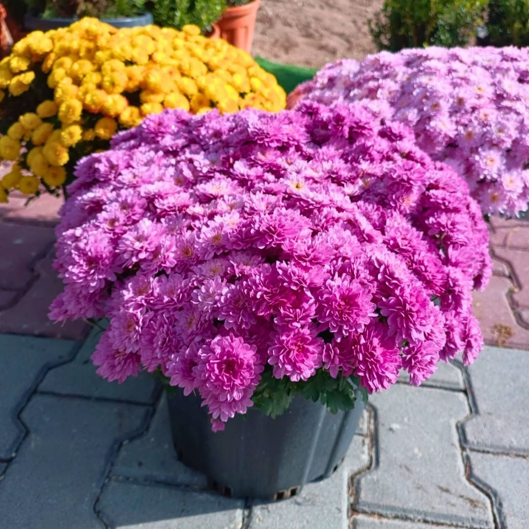 Kasımpatı Çiçeği Mix Saksıda Neon Pembe - Krizantem - Chrysanthemum - 20 lik saksı