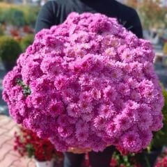 Kasımpatı Çiçeği Mix Saksıda Neon Pembe - Krizantem - Chrysanthemum - 20 lik saksı