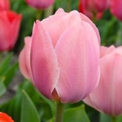 Van Eijk Lale Soğanı – Tulipa