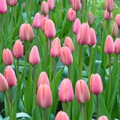 Van Eijk Lale Soğanı – Tulipa