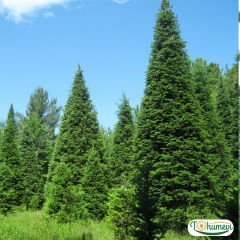﻿Göknar Ağacı Tohumu - Abies