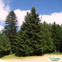 ﻿Göknar Ağacı Tohumu - Abies