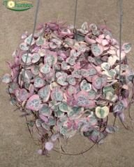 Ceropegia Woodii Variegata – Kalp Kalbe Çiçeği (Askılı Saksı)