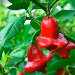 ﻿Gül Biber Tohumu – Çan Biber