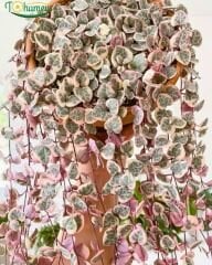 Ceropegia Woodii Variegata – Kalp Kalbe Çiçeği (Askılı Saksı)