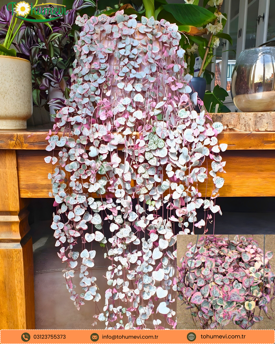 Ceropegia Woodii Variegata – Kalp Kalbe Çiçeği (Askılı Saksı)