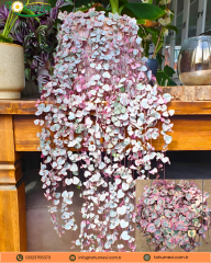 Ceropegia Woodii Variegata – Kalp Kalbe Çiçeği (Askılı Saksı)