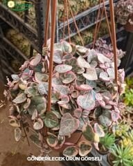 Ceropegia Woodii Variegata – Kalp Kalbe Çiçeği (Askılı Saksı)
