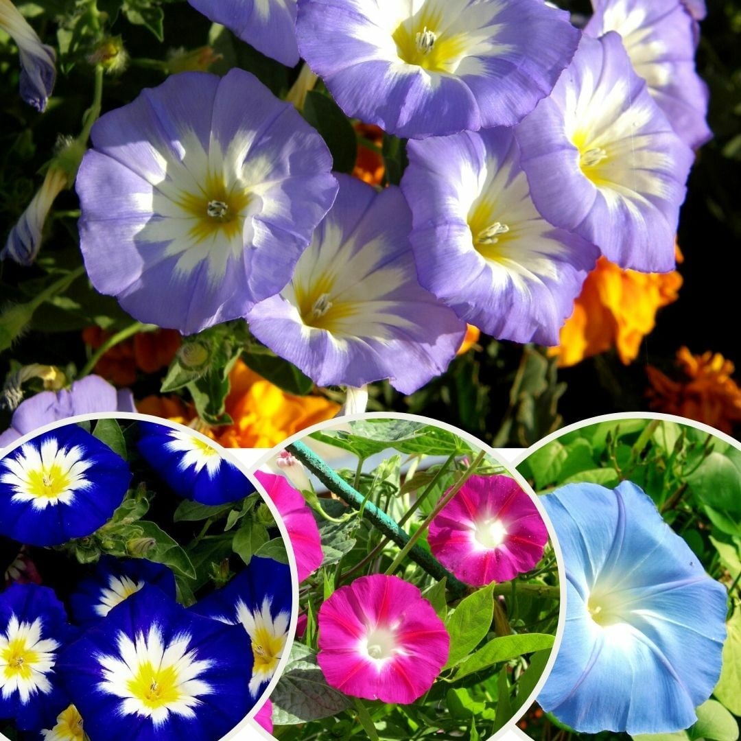 Gündüz Güzeli Tohumu – Convolvulus tricolor
