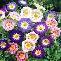 Gündüz Güzeli Tohumu – Convolvulus tricolor