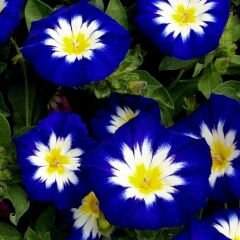 Gündüz Güzeli Tohumu – Convolvulus tricolor