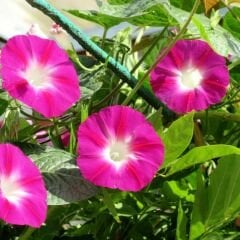 Gündüz Güzeli Tohumu – Convolvulus tricolor