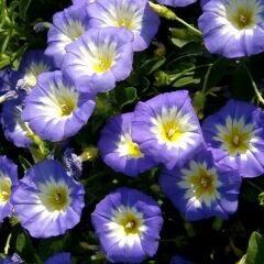 Gündüz Güzeli Tohumu – Convolvulus tricolor