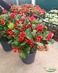 Skimmia japonica ‘Obsession’ – İthal | Q15 Saksıda | Yılbaşı Şans Ağacı