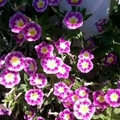 Gündüz Güzeli Tohumu – Convolvulus tricolor