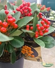 Skimmia japonica ‘Obsession’ – İthal | 2 Lt Saksıda | Yılbaşı Şans Ağacı