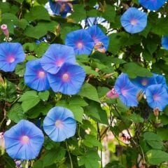 Gündüz Güzeli Tohumu – Convolvulus tricolor