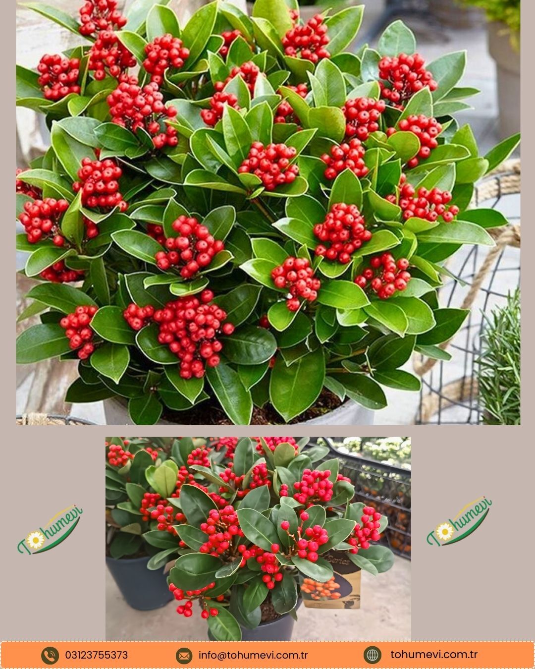Skimmia japonica ‘Obsession’ – İthal | 2 Lt Saksıda | Yılbaşı Şans Ağacı