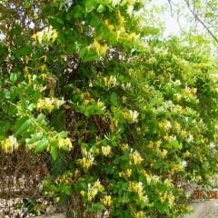 Hanımeli Sarmaşık Fidanı – Lonicera Japonica