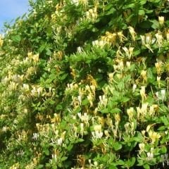 Hanımeli Sarmaşık Fidanı – Lonicera Japonica
