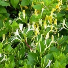 Hanımeli Sarmaşık Fidanı – Lonicera Japonica