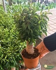 Ficus Benjamina ‘Natasja’ – Saksıda - Dekoratif İç Mekân Bitkisi