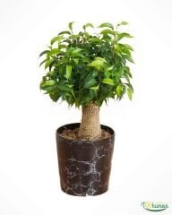 Ficus Benjamina ‘Natasja’ – Saksıda - Dekoratif İç Mekân Bitkisi