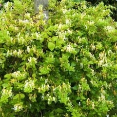 Hanımeli Sarmaşık Fidanı – Lonicera Japonica