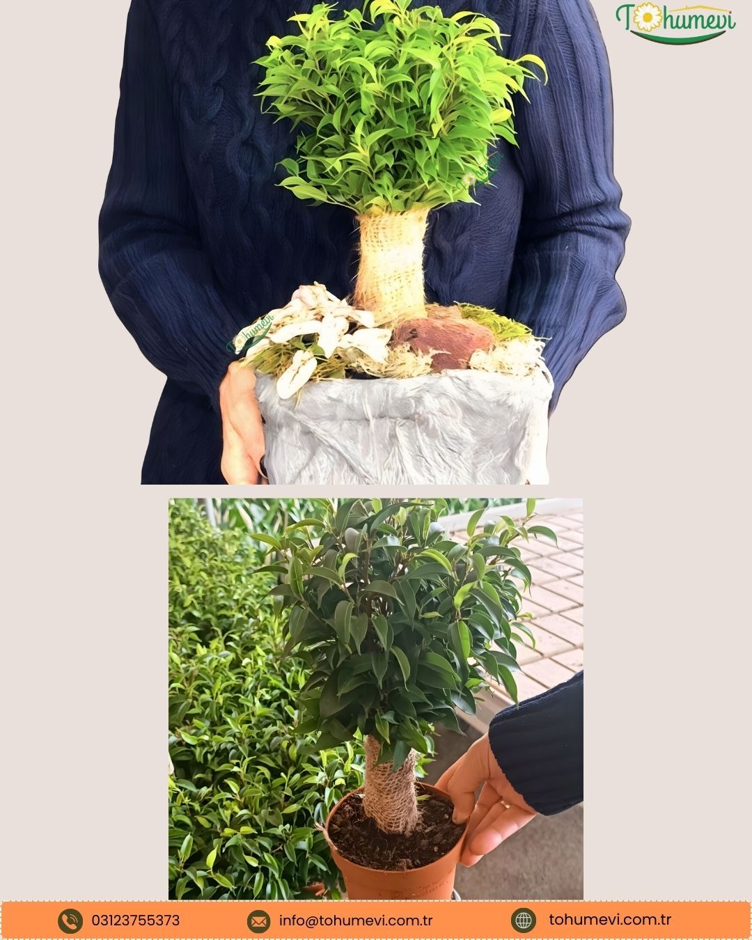 Ficus Benjamina ‘Natasja’ – Saksıda - Dekoratif İç Mekân Bitkisi