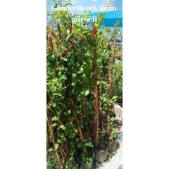 Hanımeli Sarmaşık Fidanı – Lonicera Japonica