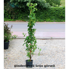 Hanımeli Sarmaşık Fidanı – Lonicera Japonica