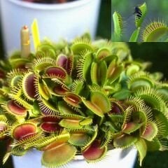 Dionaea Muscipula - Venus Fly Trap - Sinek Kapan - Böcek Yiyen - Etobur Bitki