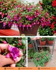 Askılı Küpe Çiçeği - Fuchsia × – Yarı Katlı - Pembe-Mor