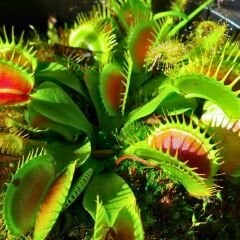 Dionaea Muscipula - Venus Fly Trap - Sinek Kapan - Böcek Yiyen - Etobur Bitki