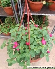 Askılı Küpe Çiçeği - Fuchsia × – Yarı Katlı - Pembe-Mor