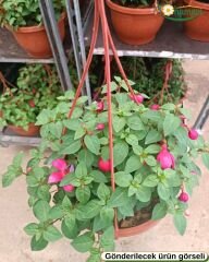 Askılı Küpe Çiçeği - Fuchsia × – Yarı Katlı - Pembe-Mor