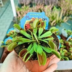 Dionaea Muscipula - Venus Fly Trap - Sinek Kapan - Böcek Yiyen - Etobur Bitki