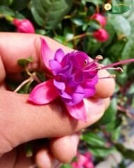 Askılı Küpe Çiçeği - Fuchsia × – Yarı Katlı - Pembe-Mor