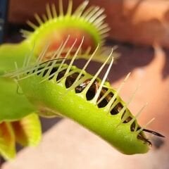 Dionaea Muscipula - Venus Fly Trap - Sinek Kapan - Böcek Yiyen - Etobur Bitki