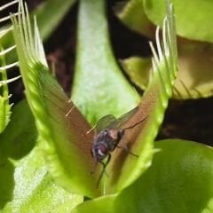 Dionaea Muscipula - Venus Fly Trap - Sinek Kapan - Böcek Yiyen - Etobur Bitki