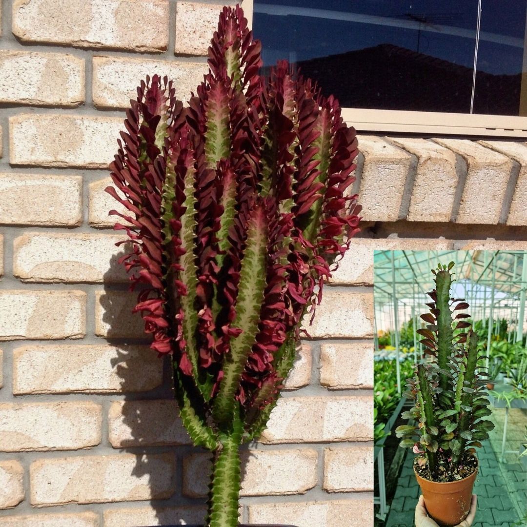Kraliyet Süt Ağacı İthal - Euphorbia Trigona Rubra