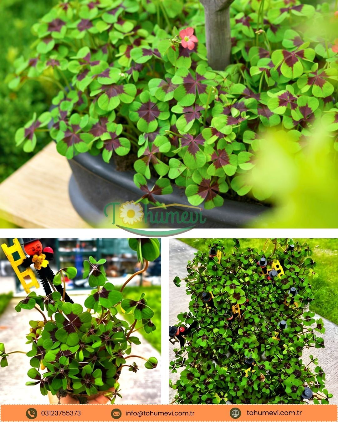 Oxalis Deppei - Süs Yoncası -  8,5 cm Saksı - Yılbaşına Özel Mini Saksı Süsüyle