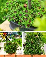 Oxalis Deppei - Süs Yoncası -  8,5 cm Saksı - Yılbaşına Özel Mini Saksı Süsüyle