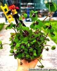 Oxalis Deppei - Süs Yoncası -  8,5 cm Saksı - Yılbaşına Özel Mini Saksı Süsüyle