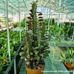 Kraliyet Süt Ağacı İthal - Euphorbia Trigona Rubra