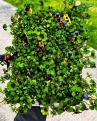 Oxalis Deppei - Süs Yoncası -  8,5 cm Saksı - Yılbaşına Özel Mini Saksı Süsüyle