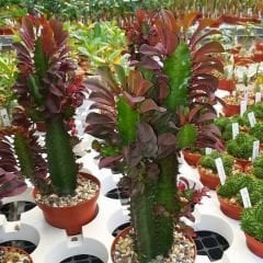 Kraliyet Süt Ağacı İthal - Euphorbia Trigona Rubra
