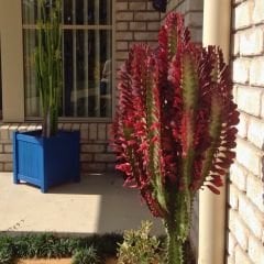 Kraliyet Süt Ağacı İthal - Euphorbia Trigona Rubra